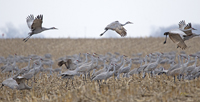 Sandhill Cranes 3540
